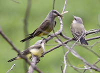 Western Kingbirds